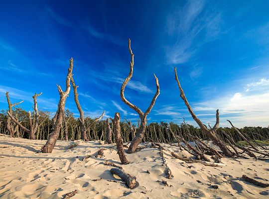 Krajobraz nadmorski w okolicach Łeby