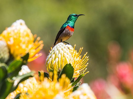 Ornithological garden