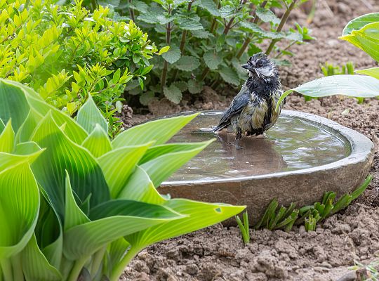 Ornithological garden