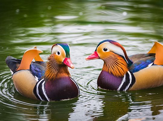 Ornithological garden